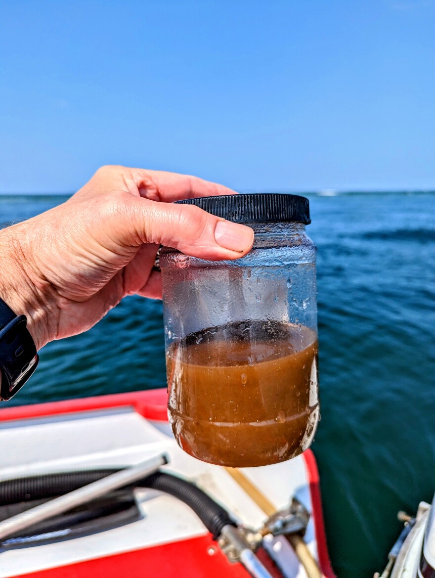 A nearshore Gulf of Maine water sample full of Tripos Muelleri collected in May 2023.