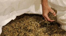 Brian Lane, Compliance Officer at NOWAVE, with cannabis grown by New York famers at the NOWAVE plant in Rochester .(photo by Max Schulte)