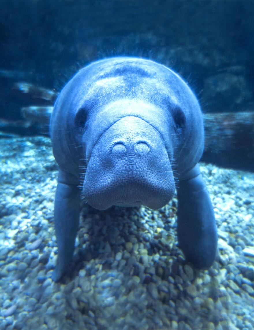 daphne manatee