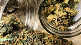 The Washington State Liquor and Cannabis Board recommends legislation to allow people to grow four cannabis plants at home.