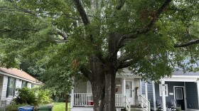 This could be one of the older trees off Sixth and Bladen that Umfleet wants to preserve.