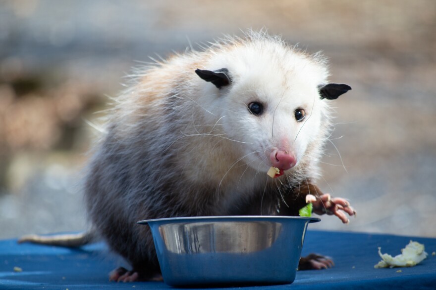 The Wildlife Center also houses ambassador animals that cannot be released back into the wild and become part of the organization's education programs.