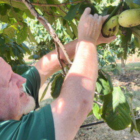 Kirk Pomper inspects some pawpaw fruits