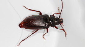 A male, tile-horned beetle