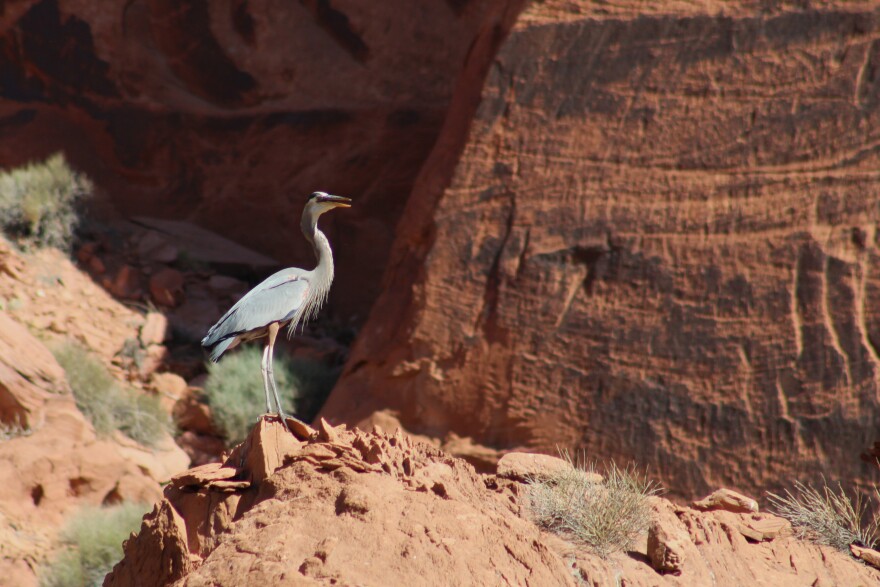 A great blue heron perches on the banks of the Colorado River near Page on June 17, 2026. The river provides critical habitat for hundreds of animal species.
