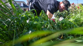 Everett Upton of Common Ground Ministries picks vegetables in the garden at the church.
