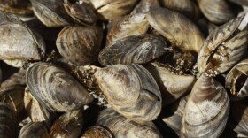 Quagga mussels are an invasive species in the Great Lakes.