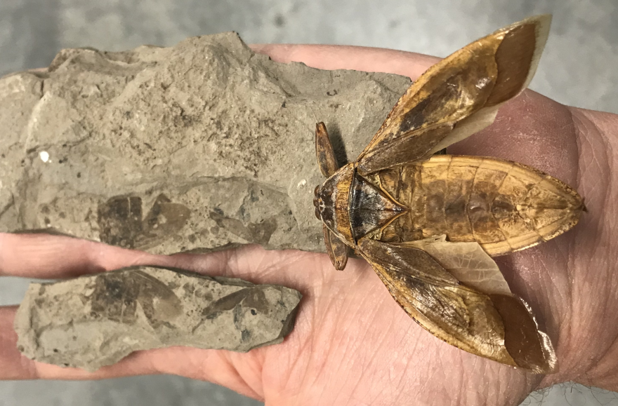 Photo of prehistoric winged bug and fossil.