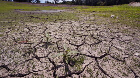 Weeds grow through the cracked soil on what would usually be on the bottom of the Hoppin Hill Reservoir, Wednesday, Aug. 3, 2022, in North Attleboro, Mass. The City of Attleboro, like much of the Northeast, is experiencing drought like conditions. (AP Photo/Charles Krupa)