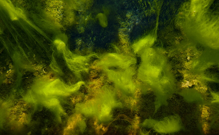 Algae stretch to the surface of water in a cattle trough at the Baker Ranch.