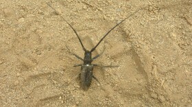 Longhorn borer beetle
