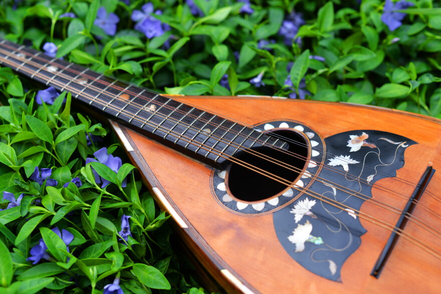 Mandolin on a background of grass and periwinkles