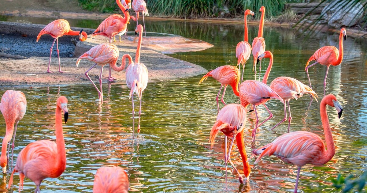 The Florida House says the flamingo should be the official state bird