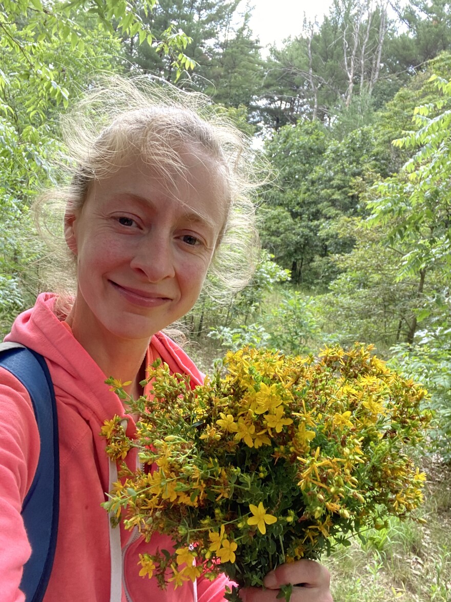 Haley Terpstra, collecting St. John's Wort