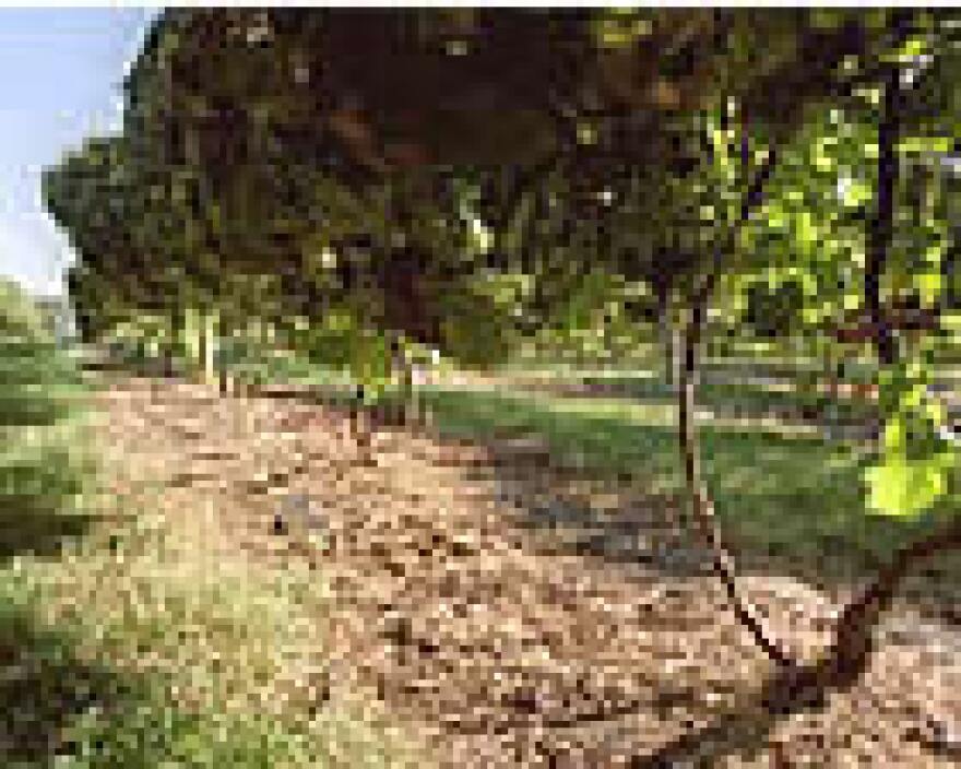 Vineyards have been hit hard this past week.