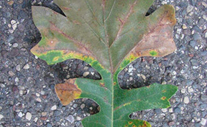 The wedge-shaped leaf death (tip of leaf) and leaf vein browning (bottom right of leaf) are telltale signs of bur oak blight.