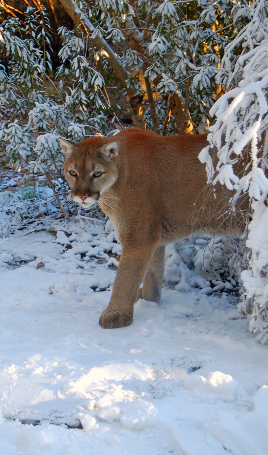 A cougar at the NC Zoo