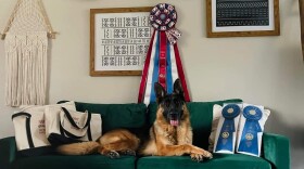 River, the number one female German Shepherd in 2022, relaxes with some of her awards.