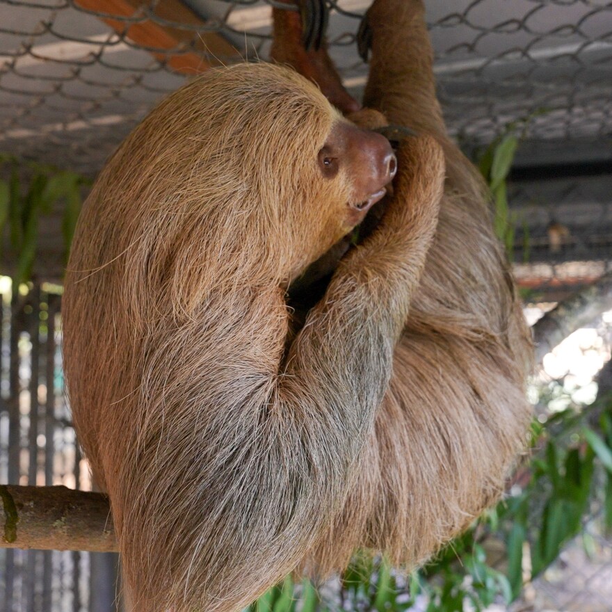 Habanero the sloth died Saturday night.