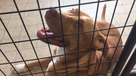 Dog sittind down with mouth open as seen through a cage.