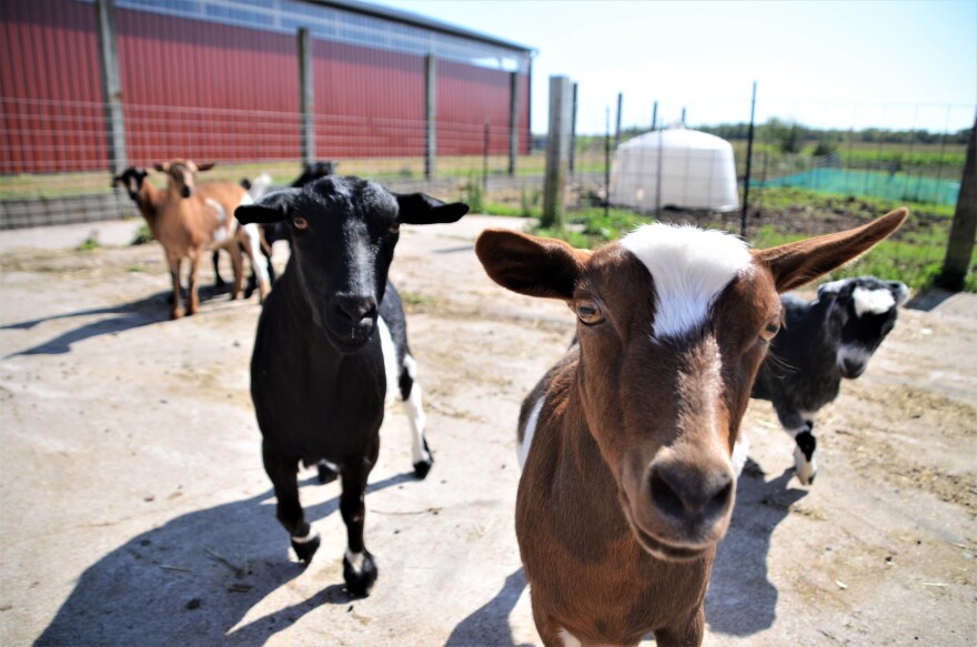 Country Haven Farm is home to goats, donkeys, cows, and pigs. The idea is the animals will act kind of like therapy animals the veterans can interact with.