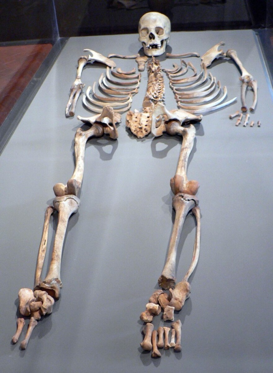 This human skeleton is among the objects that Yale has returned to Peru.