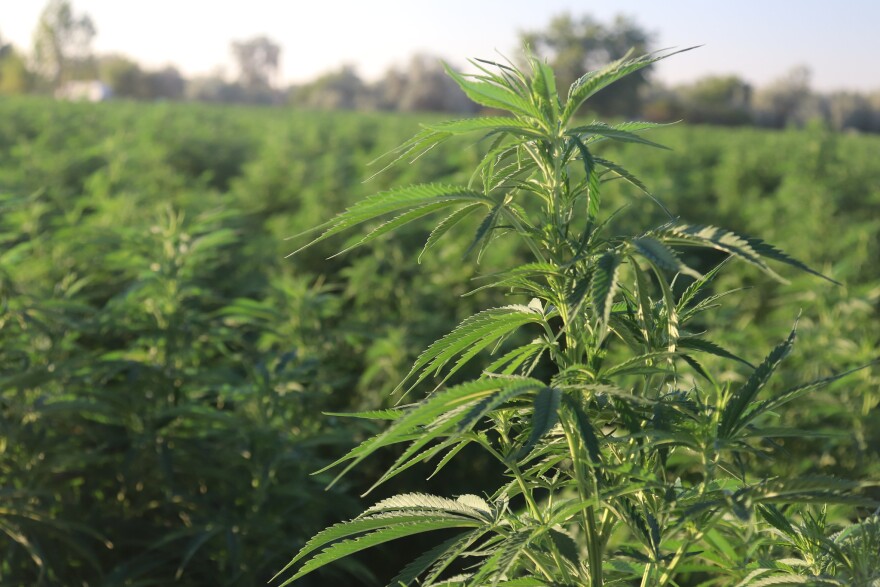 A field of hemp plants.