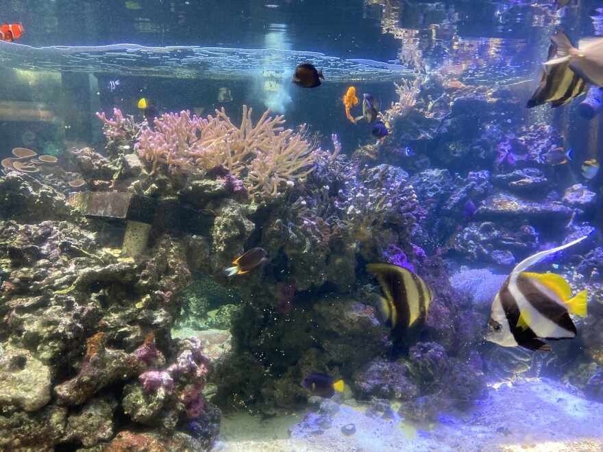 The Children's Aquarium Dallas features fresh and salt water fish, sharks, stingrays, sea turtles and other aquatic animals.