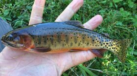 a hand holding a grey and green speckled Utah trout.