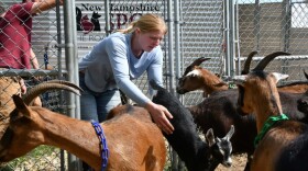Staff from the NHSPCA handle goats seized from farm in Lee, New Hampshire.