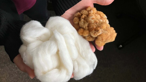 Corrinne Grover holds wild cotton fibers (right) next to domesticated upland cotton fibers (left). Grover, a research scientist and assistant adjunct professor at Iowa State University, led the genomics work for a recently published paper in the Proceedings of the National Academy of Sciences.