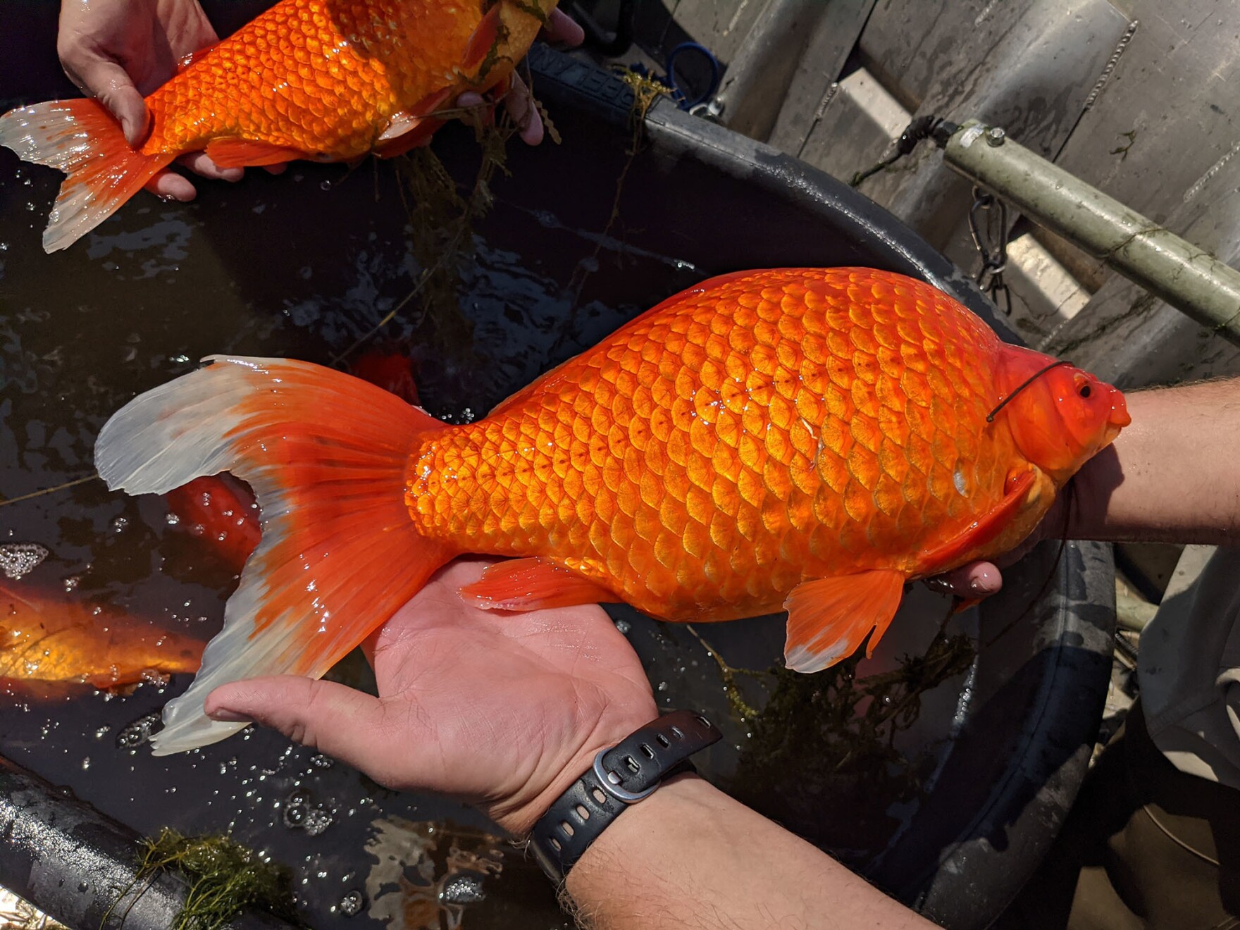 gold fish size