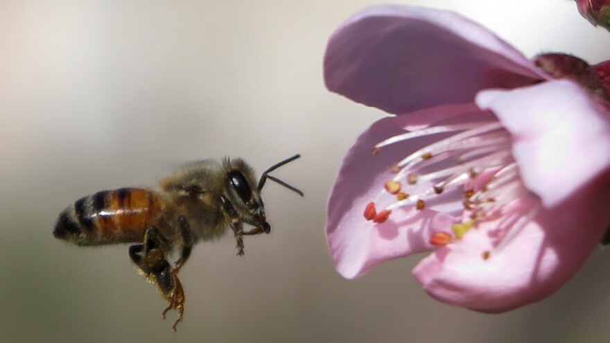 "Bee health remains of paramount importance for me," said the EU's Commissioner for Health and Food Safety, after the EU moved to ban neonicotinoid insecticides everywhere except greenhouses. Here, a bee hovers near a peach flower.