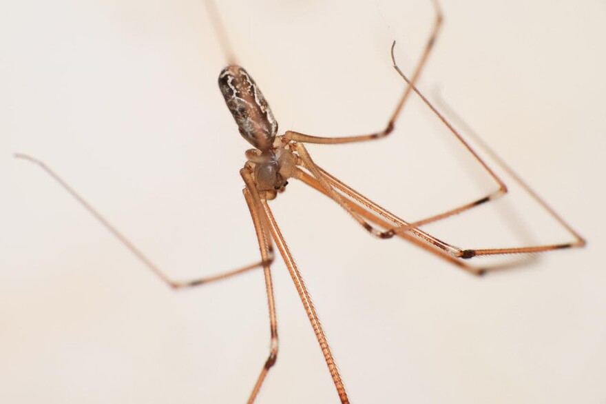 Cellar spiders, often called daddy longlegs, are "not aggressive at all," North Carolina State University entomologist Matt Bertone says. Their fangs can't pierce human skin, and the spiders usually avoid humans. (Eran Finkle/Flickr)