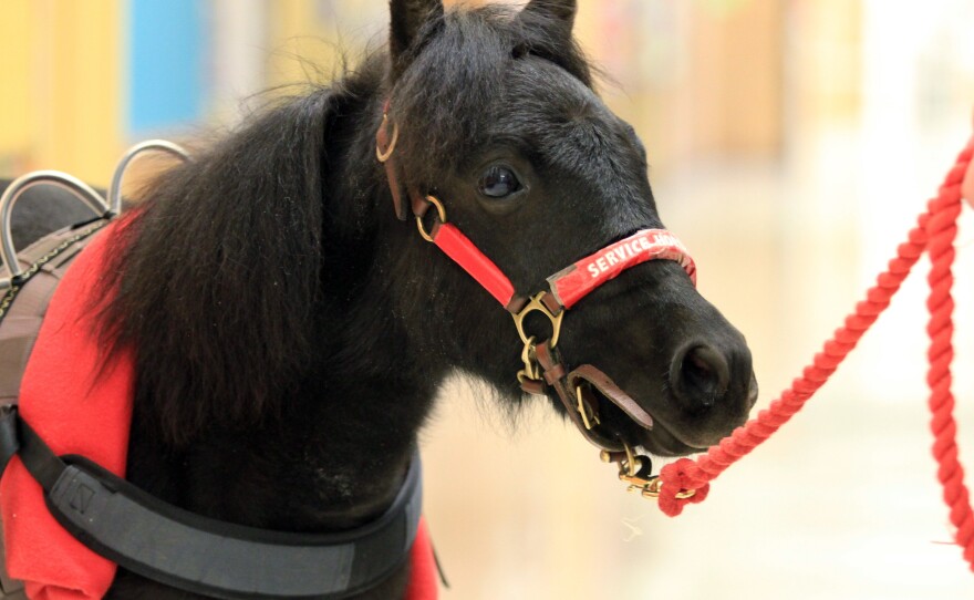 Zoe, a miniature service horse, pictured in 2013. The Department of Transportation contemplated including miniature horses as accepted service animals on flights, but ultimately decided on service dogs only.