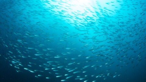 An underwater view of a large school of fish swimming in the ocean.