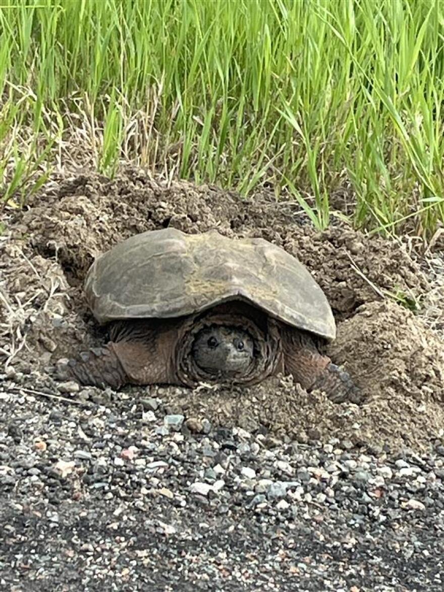 A large snapping turtle lays eggs along a gravel roadside.