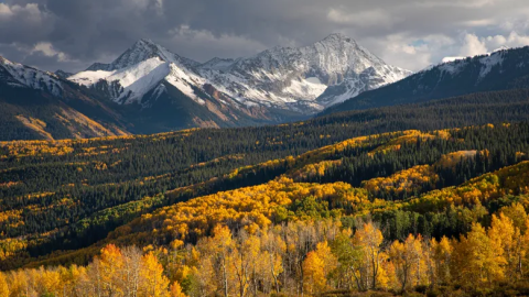 Aspen trees turn yellow with snow-capped mountains in the background.