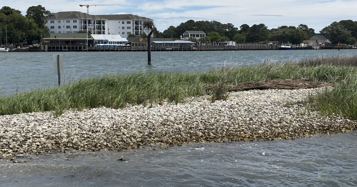 More than half of the Lynnhaven River is now open for harvesting shellfish