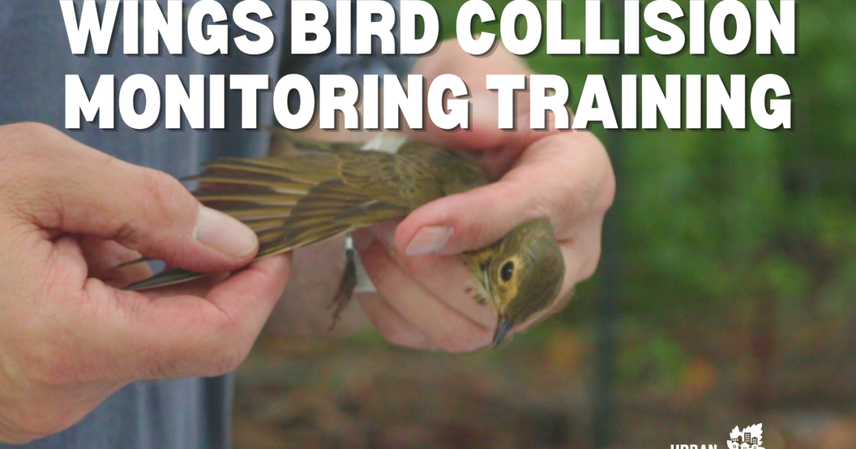 Wings Bird Collision Monitoring Training | Radio Milwaukee