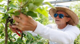 Ron Christie, the owner of Off the Wall Orchard in Concord, cuts a branch from an apple tree at his farm on June 29, 2026. ALEX MILLER / Concord Monitor