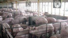 Swine in an Iowa animal feeding operation.