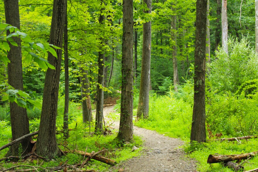 The beginning of Fern Winder Trail in Rothrock State Forest on July 18.