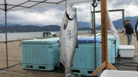 A king salmon weighs in at Auke Nu Cove in Juneau on Saturday, Aug. 13, 2022.