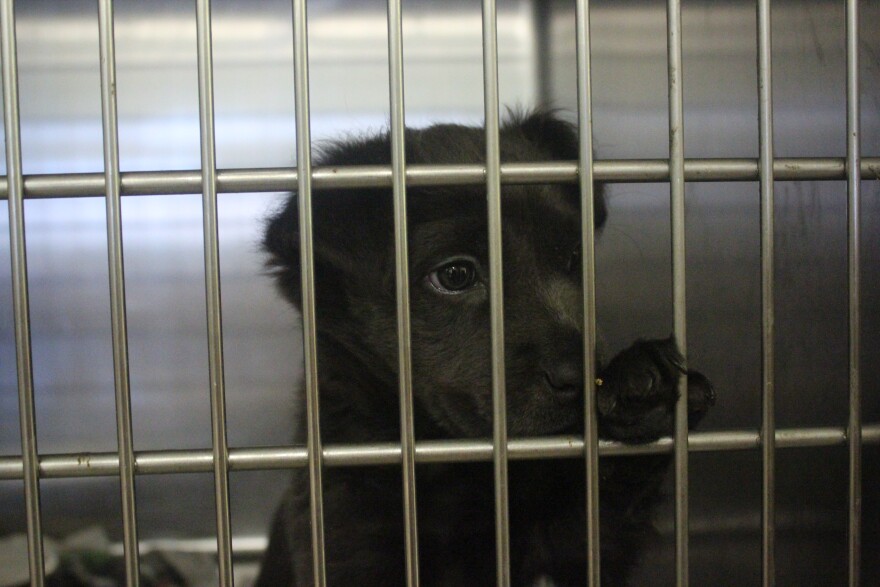 A darling puppy looking through a kennel looking for a friend.  