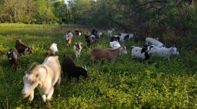 Goats from Storm Dancer Farm head out to feed on weeds and undergrowth.