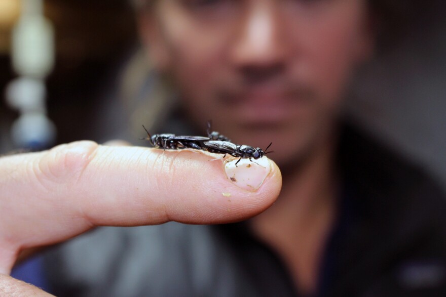 Phil Taylor, CEO of Mad Agriculture, holds two mating black solider flies on his fingers.