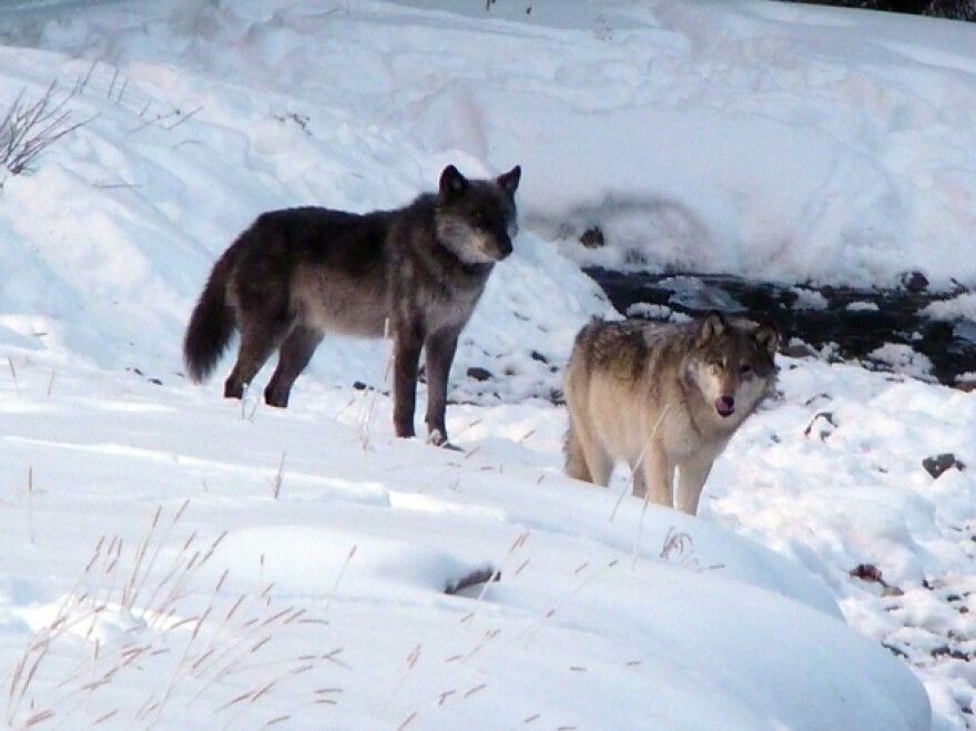 The Lamar Canyon pack's alpha female (right) was shot and killed by a hunter on Dec. 6.