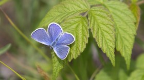 A Karner blue butterfly at the Albany Pine Bush Preserve