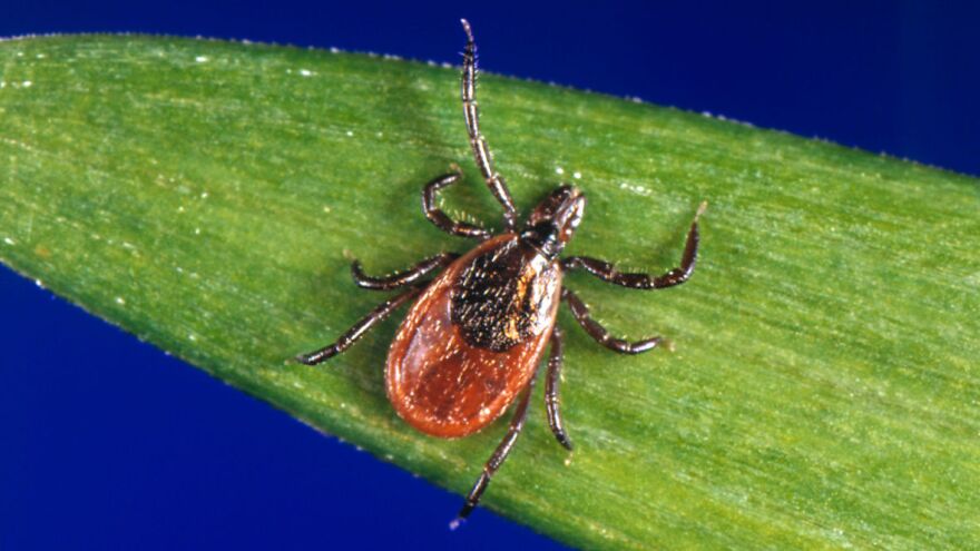 James Gathany/CDC via AP